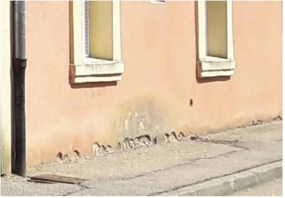 Humidité limitée au pied d'une façade causée par le ruissellement