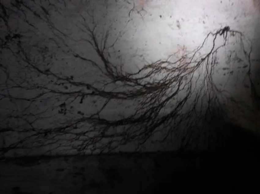 Filaments noirs de Coniophora puteana sur un mur