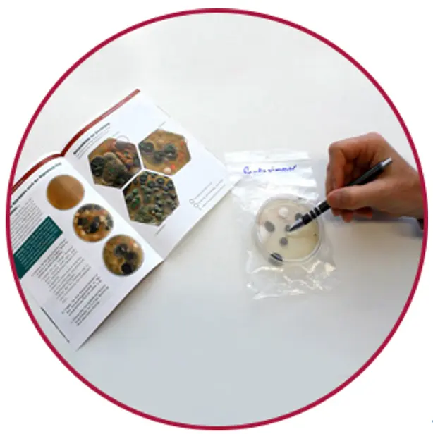 Kit de test pour identifier la présence de moisissures