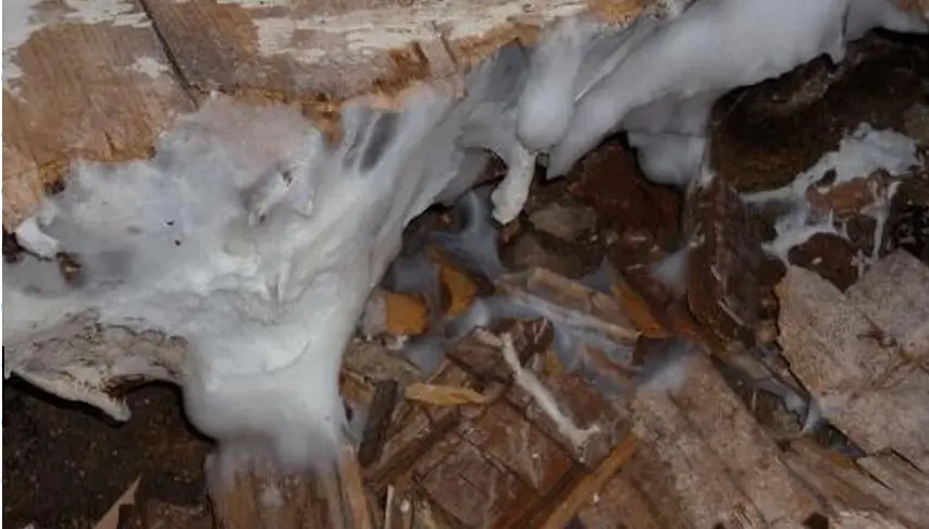 Filaments blancs de mérule sur du bois dégradé