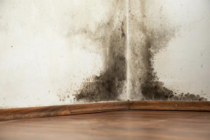 Moisissure dans un angle de mur au niveau de la plinthe