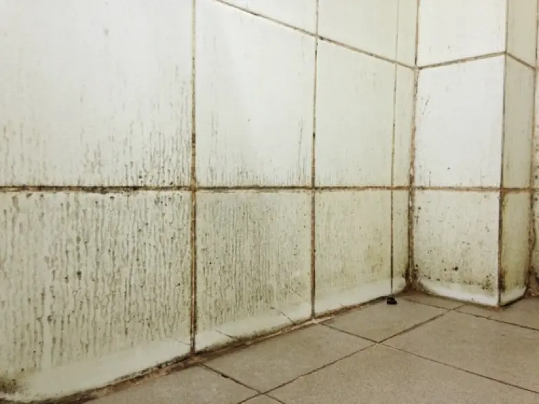 Moisissures sur le carrelage d'une salle de bains