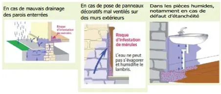 Zones du bâtiment particulièrement exposées au risque de mérule
