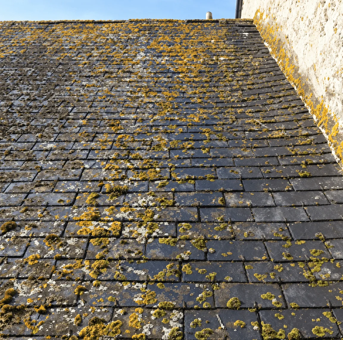 Mousse et lichen sur une toiture en ardoises